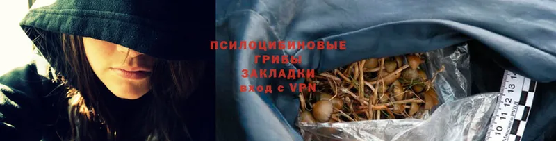 Галлюциногенные грибы Psilocybe  Байкальск 